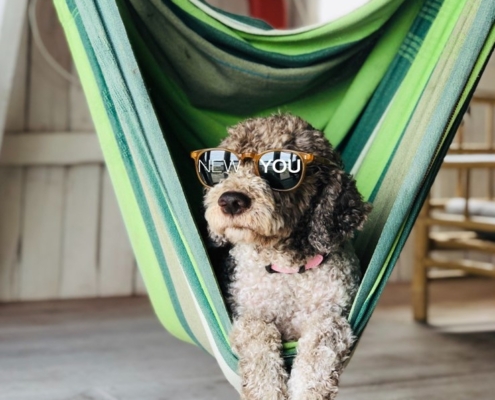 NEWYOU Drops for Pets Image Sun Glasses