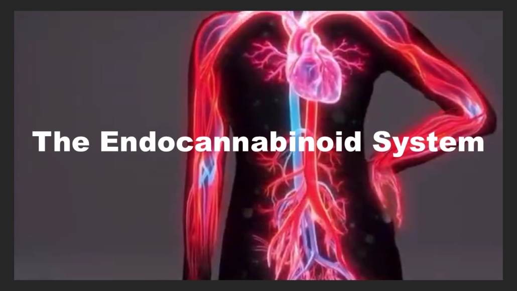 NEWYOU Twitter X - Endocannabidoid System Video 9-30-25